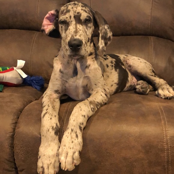 Meet your Posher, Alexis - Picture 3 of 6